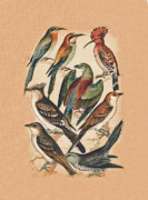 Eric Kempson - Birds