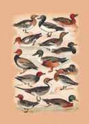 Eric Kempson - Ducks