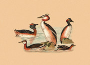 Eric Kempson - Grebes