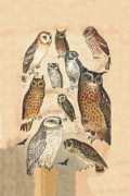 Eric Kempson - Owls