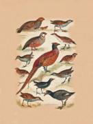 Eric Kempson - Pheasant and More