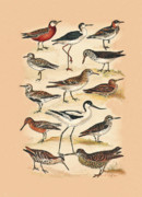 Eric Kempson - Sandpipers Snipes and others