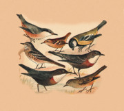 Eric Kempson - Small Birds