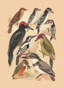 Eric Kempson - Woodpeckers and Others